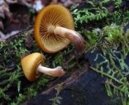 Überhäuteter Häubling, Foto 9