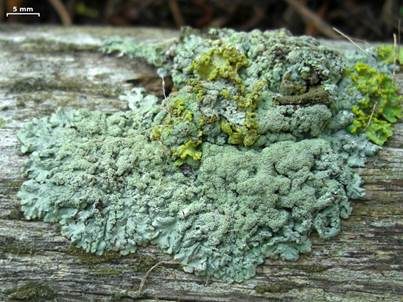 Übersehene Napfflechte, Foto 3