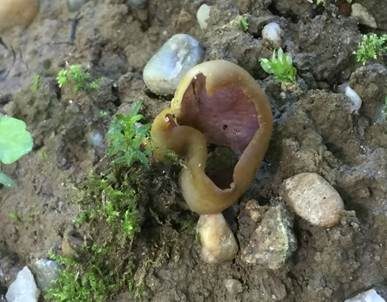 Übersehener Becherling, Foto 2