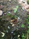 Übersehener Becherling, Foto 8