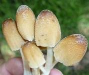 Überzuckerter Tintling, Foto 5