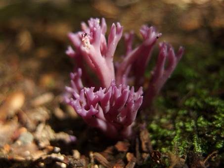 Amethystfarbene Koralle, Foto 3