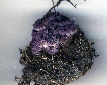 Amethystfarbene Koralle, Foto 4
