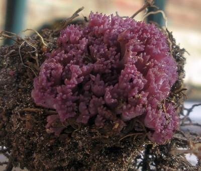 Amethystfarbene Koralle, Foto 5