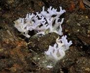 Amethystfarbene Koralle, Foto 8