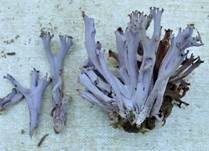 Amethystfarbene Koralle, Foto 9