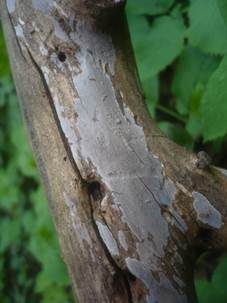 Ulmen-Zystidenrindenpilz, Foto 3