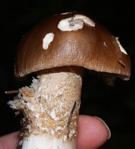 Umbrabrauner Scheidenstreifling, Foto 3