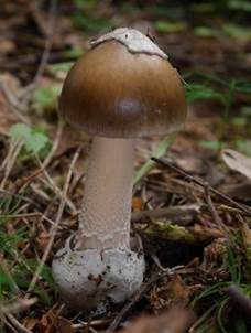 Umbrabrauner Scheidenstreifling, Foto 5