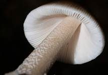 Umbrabrauner Scheidenstreifling, Foto 6