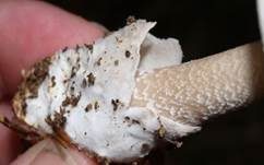 Umbrabrauner Scheidenstreifling, Foto 7