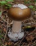 Umbrabrauner Scheidenstreifling, Foto 8