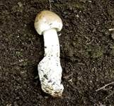 Umbrabrauner Scheidenstreifling, Foto 9