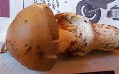 Umbrabrauner Scheidenstreifling, Foto 11