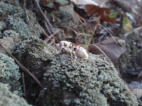 Ungestielter Insektenschimmelpilz, Foto 3