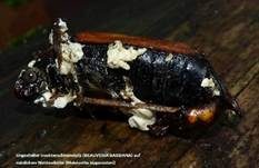 Ungestielter Insektenschimmelpilz, Foto 12
