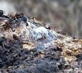 Ungestielter Insektenschimmelpilz, Foto 16