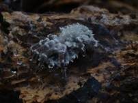 Ungestielter Insektenschimmelpilz, Foto 17