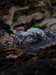 Ungestielter Insektenschimmelpilz, Foto 18
