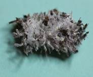 Ungestielter Insektenschimmelpilz, Foto 19