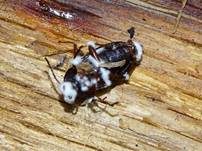 Ungestielter Insektenschimmelpilz, Foto 20