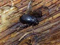 Ungestielter Insektenschimmelpilz, Foto 22