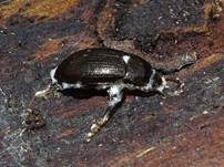 Ungestielter Insektenschimmelpilz, Foto 23