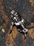 Ungestielter Insektenschimmelpilz, Foto 24