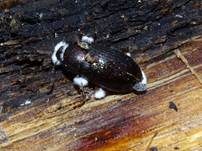 Ungestielter Insektenschimmelpilz, Foto 25