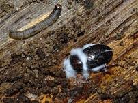 Ungestielter Insektenschimmelpilz, Foto 26