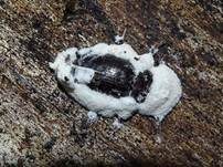 Ungestielter Insektenschimmelpilz, Foto 29