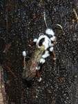 Ungestielter Insektenschimmelpilz, Foto 30