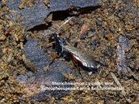Ungestielter Insektenschimmelpilz, Foto 31