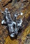 Ungestielter Insektenschimmelpilz, Foto 32