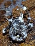Ungestielter Insektenschimmelpilz, Foto 33