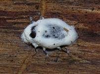 Ungestielter Insektenschimmelpilz, Foto 34