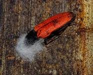 Ungestielter Insektenschimmelpilz, Foto 35