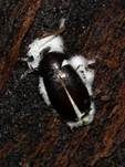 Ungestielter Insektenschimmelpilz, Foto 36