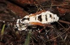 Ungestielter Insektenschimmelpilz, Foto 39