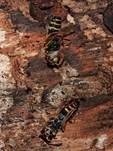 Ungestielter Insektenschimmelpilz, Foto 41