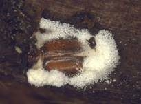 Ungestielter Insektenschimmelpilz, Foto 6