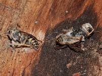 Ungestielter Insektenschimmelpilz, Foto 43