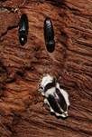 Ungestielter Insektenschimmelpilz, Foto 44