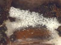 Ungestielter Insektenschimmelpilz, Foto 7