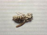Ungestielter Insektenschimmelpilz, Foto 9