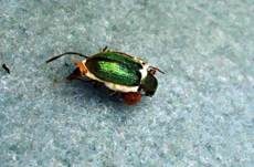 Ungestielter Insektenschimmelpilz, Foto 10