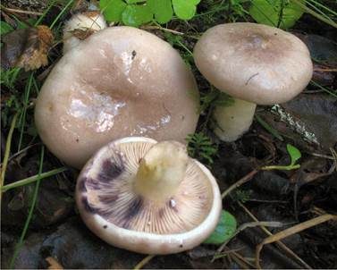 Ungezonter Violettmilchling, Foto 2