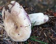 Ungezonter Violettmilchling, Foto 12