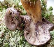 Ungezonter Violettmilchling, Foto 5