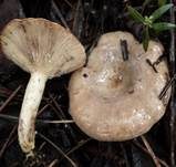 Ungezonter Violettmilchling, Foto 6